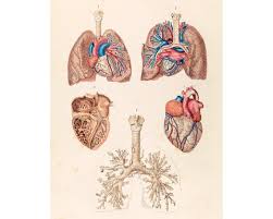 Vintage Anatomical Poster Human Anatomy Chart Heart Lungs Science Art Print Cardiovascular Pulmonary System Respiratory Circulatory