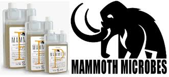 Mammoth P In Veg Dude Grows
