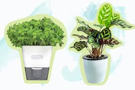 The 8 Best Self Watering Planters Of 2022