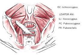 physiotherapy first for pelvic floor