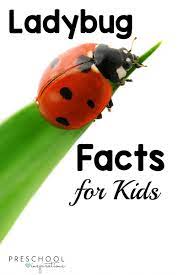 ladybug facts for kids pre