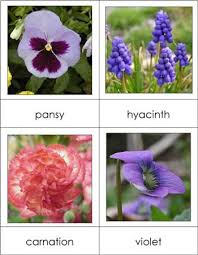 types of flowers cards from montessori