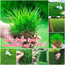 草坪草籽 Bermuda Grass Seeds Lawn