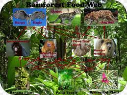Bring food that can be found in the amazon rainforest (bananas, tea, mango, pineapple, avocados, yams, etc.) and let students sample them. Amazon Rainforest Tropical Rainforest Food Web Primary Producers Png 1200x900px Amazon Rainforest Acid Rain Biome Consumer