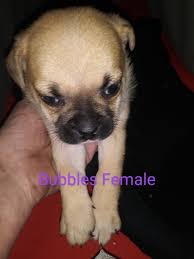The jug is not a purebred dog. Jug Jack Russell Pug Mix Puppies For Sale In Glendale Arizona