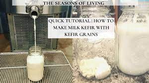 kefir grains home dairy fermented foods