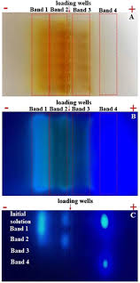 gel electropsis separation of ht