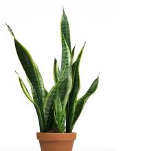 la plante serpent : Sanseviera Trifasciata | Plante salle de bain, Plante  interieur, Plante
