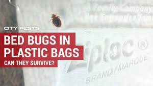 bed bugs live in a plastic bag