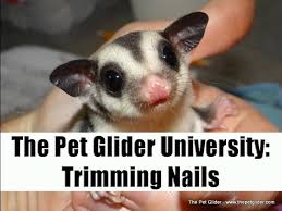 trim sugar glider nails