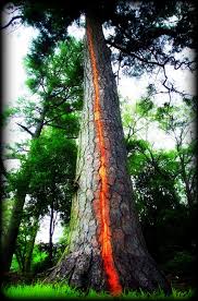 Image result for trees with spiral bark blown off from lightning