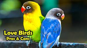 love birds as pets the pros and cons