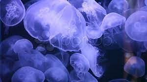 glowing jellyfish hd wallpaper