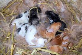 Rabbit Reproduction Basics Lafebervet
