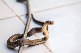 Jangan panik, coba 10 cara mencegah ular masuk rumah ini agar bisa nyaman. Rawan Ular Masuk Rumah Di Musim Hujan Ini 6 Cara Mencegahnya Halaman All Kompas Com