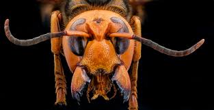 anese giant hornet clification
