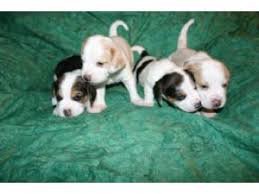 You will find beagle dogs for adoption and puppies for sale under the listings here. Beagle Puppies For Sale
