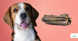 health benefits of licorice for dogs