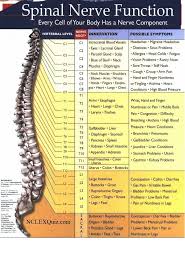 Spinal Nerve Function Cheat Sheet Physical Therapy