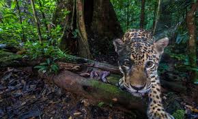 Angel falls in venezuela is the highest waterfall in the world. Ecuador S Vanishing Jaguars The Big Cat Vital To Rainforest Survival Environment The Guardian