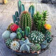 Mini Cactus Garden Cactus Arrangement