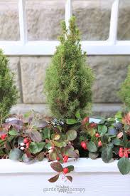 My window boxes looked a little bare and in need of decoration after i removed the red ornaments from christmas. A Wonderful Winter Window Box Planter That You Can Make Even If You Don T Have A Window Box Garden Therapy