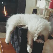 Providing quality ragdoll kittens to colorado, wyoming, and other areas. 5280 Ragdolls We Have An Escapee Today And Probably Some