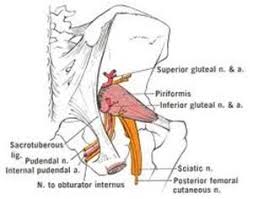 pudendal nerve entrapment pne