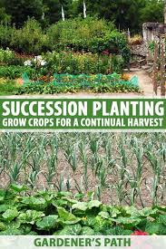 Succession Planting How To Grow Crops