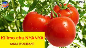 Kilimo cha Nyanya (TOMATO FARMING IN A GREENHOUSE, SUNRISE NJORO - KENYA)  || AKILI SHAMBANI - YouTube