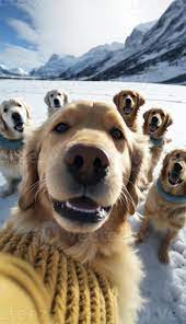 a group of golden retriever dogs wearing dog and taking selfie generative  AI 22249276 Stock Photo at Vecteezy