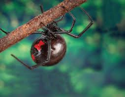 Black widow spiders live mostly in new england, and some have been seen in other bordering states. Along Came A Spider Ems World