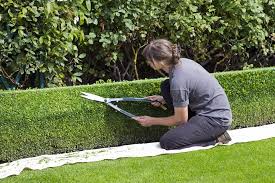 safely remove old hedges and bushes