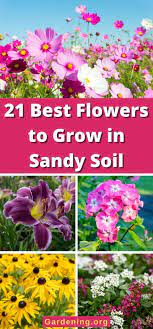 21 Best Flowers To Grow In Sandy Soil
