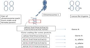 genetics of multiple alleles concept