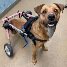 paralyzed dog starts wagging his tail