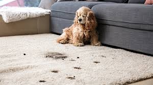 how to get dog smell out of your carpet