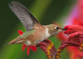Hummingbirds Birdvancouver Com