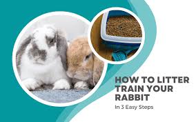How To Litter Train Your Rabbit In 3