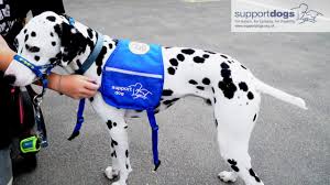 what we do support dogs