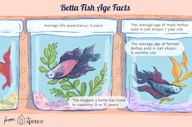 Find Out How Long Betta Fish Live