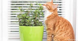 Bad cat food versus good cat food: Is The Mint Plant Poisonous To Cats Plantcaretoday