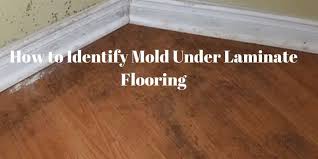 Identify Mold Under Laminate Flooring