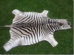 a grade burc zebra hides