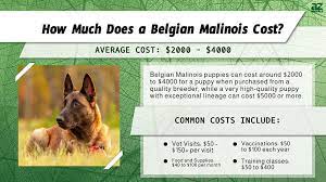 belgian malinois s in 2024
