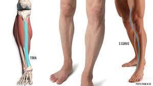The lower leg itself, referring to the area between the ankle and knee, is composed mainly of muscles lying around two thin but very strong long bones a swollen calf may arise as a sign of inflammation following injury to one or more structures of the leg. How To Draw The Lower Leg Anatomy For Artists Proko