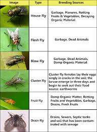 Common Fly Identification Chart Visual Ly
