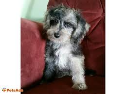 Standard Schnoodle Rare Blue Merle One Gorgeous Standard