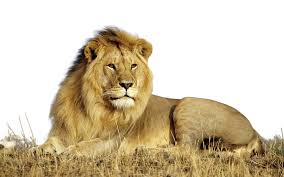 lion png transpa images png all