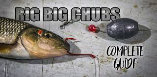 How To Rig Big Chubs For Fall Walleye